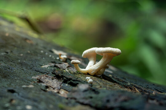 Lentinus Squarrosulus which is one of the species of mushrooms from the Polyporaceae family, which was found in a dead tree trunk in a park in the city of Bogor