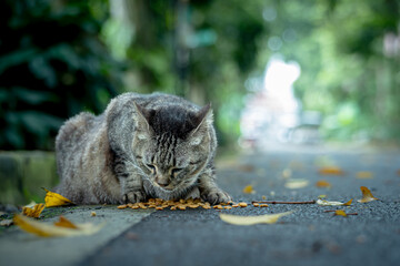A very pregnant tabby cat who is eating dry food provided by visitors in a city park in the city of Bogor