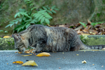 A very pregnant tabby cat who is eating dry food provided by visitors in a city park in the city of Bogor