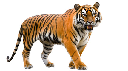 Obraz premium Majestic Tiger Walking Gracefully Through Its Natural Habitat with Striking Orange and Black Stripes