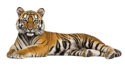Majestic Bengal Tiger Lying Down on White Background with Striking Fur Patterns and Colors