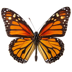 Obraz premium Spectacular Monarch Butterfly Wings Displaying Vibrant Orange Black and White Patterns on a Black Background