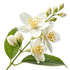 bouquet of white lilies