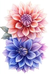 Fototapeta premium Two Elegant Dahlia Blooms in Watercolor Style with Soft Pastel Tones on White Background for Floral Design