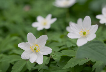 Beautiful close-up of an anemonoides nemorosa flower