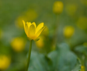  Beautiful close-up of a ficaria verna flower