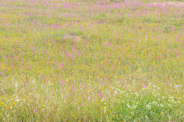 Planície da Charneca Ribatejana