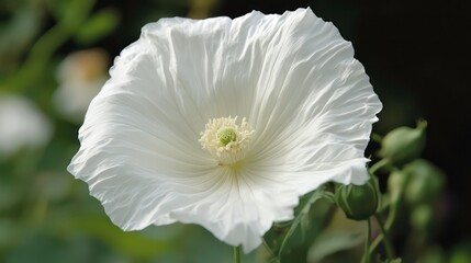 Close-up of a white flower in a garden. Possible use Stock photo for floral design or nature-themed projects