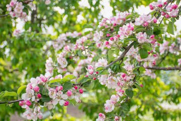 Fototapeta premium Lush blossoming of an apple tree against the background of a spring green garden, spring. selective focus. High quality photo