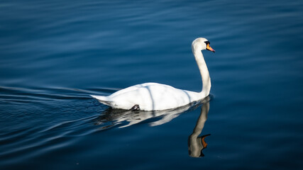 swan