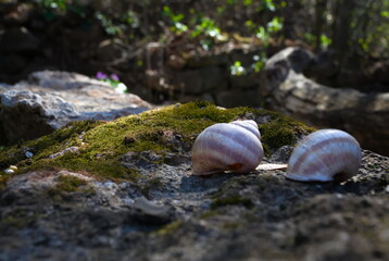 Two snail shells resting on mossy rocks 