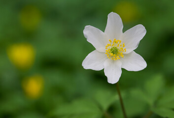 Beautiful close-up of an anemonoides nemorosa flower