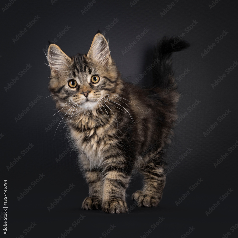 Aufkleber expressive maine coon cat kitten, standing up facing front. looking straight to camera with tail fie