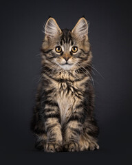 Expressive Maine Coon cat kitten, sitting up facing front. Looking straight to camera. Isolated on a black background.