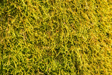 Green moss on stone wall, closeup as green natural background