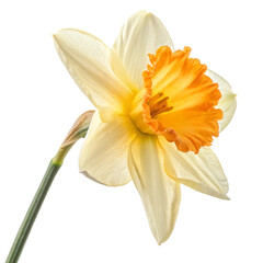 Fototapeta premium yellow daffodil isolated on white