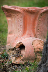 a yellow-necked mouse, apodemus flavicollis, at a spring evening on a garden decoration, a terracotta shoe