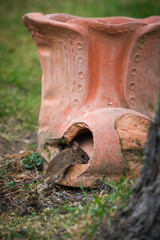 a yellow-necked mouse, apodemus flavicollis, at a spring evening on a garden decoration, a terracotta shoe