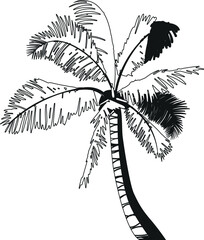 Obraz premium Black-and-white coconut palm tree vector illustration