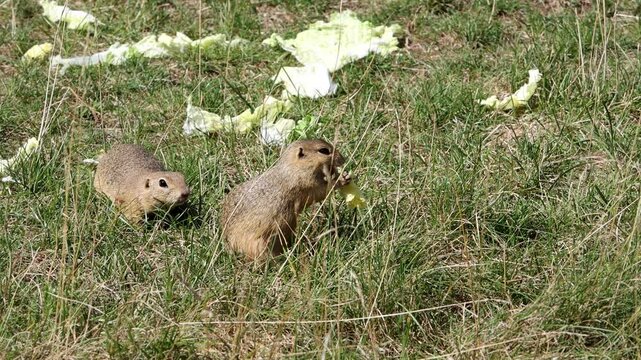A ground squirrel, spermophilus citellus, feeds on lettuce in a meadow