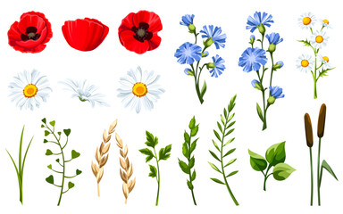 Wild flowers, herbs, and grasses isolated on a white background. Meadow flowers (poppy, daisy, chamomile, chicory) and herbs. Set of vector design elements