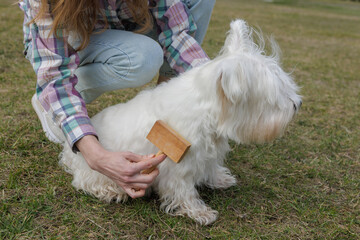 Owner grooming fluffy white dog outdoors with wooden brush, West Highland White Terrier, pet care and maintenance, springtime grass background