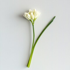 Detailed Close-up of Flat Green Garlic Chive Stems Isolated