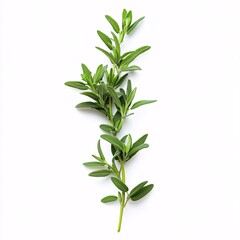 Fototapeta premium Fresh Winter Savory Sprig with Vibrant Green Leaves Isolated