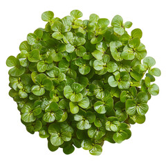 A Healthy Cluster of Floating Duckweed Isolated on Transparent Background
