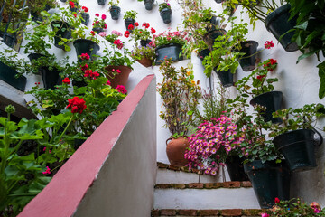 Greenery and colourful flower pots decorate the walls of courtyards and patio gardens of Cordoba,...