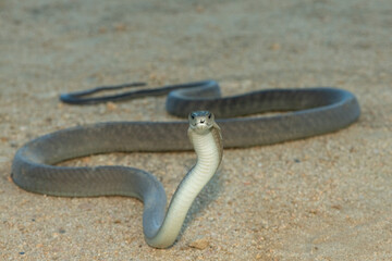 The highly feared black mamba (Dendroaspis polylepis), in a bushveld clearing in KwaZulu-Natal, South Africa