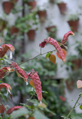 Greenery and colourful flower pots decorate the walls of courtyards and patio gardens of Cordoba, Andalusia, southern Spain. 