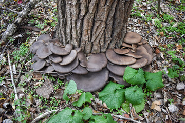 A large family of oyster mushrooms on a tree trunk at the root in an autumn forest