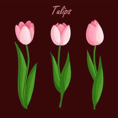 Tulips flowers set. Floral plants with pink petals. Botanical vector illustration on isolated background.