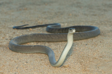 The highly feared black mamba (Dendroaspis polylepis), in a bushveld clearing in KwaZulu-Natal, South Africa