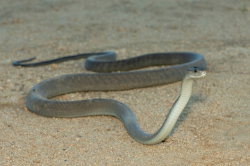 The highly feared black mamba (Dendroaspis polylepis), in a bushveld clearing in KwaZulu-Natal, South Africa