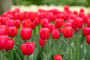 Red tulips background in a park in Holland