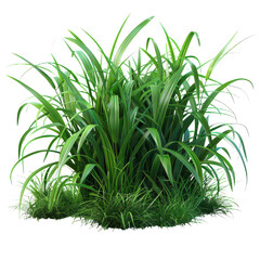 Obraz premium Grass PNG green grass PNG nature element PNG plant texture PNG transparent background image