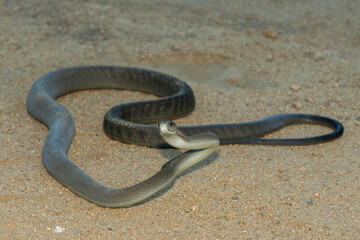 The highly feared black mamba (Dendroaspis polylepis), in a bushveld clearing in KwaZulu-Natal, South Africa