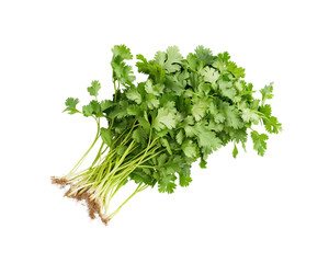 Fototapeta premium Cilantro, coriander leaves, or coriander explained with roots on Png Format and Transparent Background