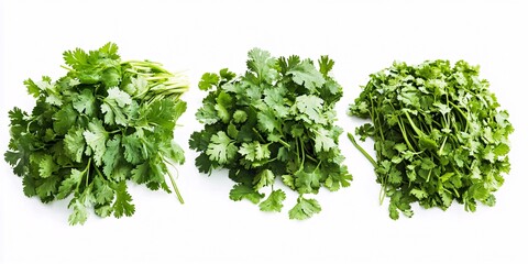 Obraz premium Fresh Cilantro Leaves Surrounded by Vibrant Green Herbs on White Background