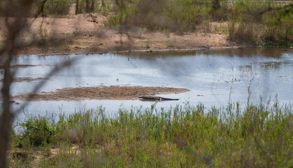 Nilkrokodil im Kr&uuml;ger National Park - Kruger Nationalpark S&uuml;dafrika