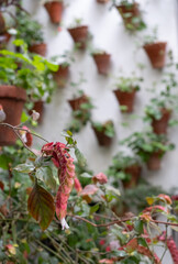 Greenery and colourful flower pots decorate the walls of courtyards and patio gardens of Cordoba, Andalusia, southern Spain. 