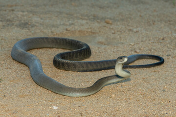 The highly feared black mamba (Dendroaspis polylepis), in a bushveld clearing in KwaZulu-Natal, South Africa