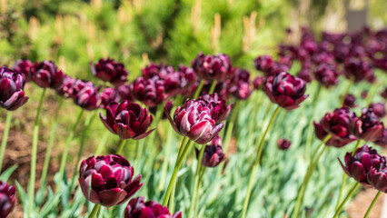 Beautiful tulips are blooming as Spring arrives. Amsterdam, the famous city of Netherlands is...