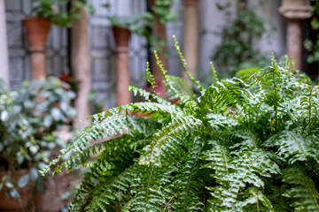 Colourful flower pots decorate the walls of the courtyards and patio gardens of Cordoba, Andalusia,...