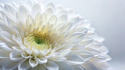 Macro Photography: Delicate White Flower Petals on Bright Background
