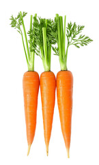 Three fresh and delicious-looking carrots, whole, inside view, on Png Format and Transparent Background