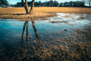 a still body of water reflecting three tree trunks after snowmelt in winter and early spring nature landscape. abstract design element or background. beauty in nature. spring thaw.