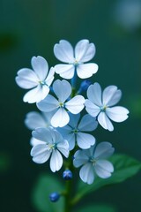 Close up of delicate white plumbago or Cape leadwort flowers arranged in a small blue bouquet,  flower, White plumbago